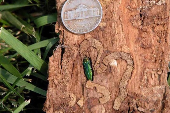 Adult emerald ash borer in tunnel