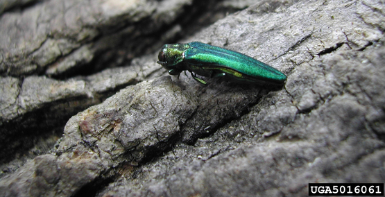 Emerald Ash Borer,  Agrilus planipennis  Pennsylvania Department of Conservation and Natural Resources - Forestry Archive, Bugwood.org 