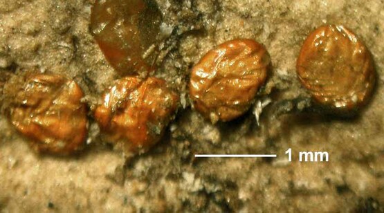 Emerald Ash Borer / EAB egg cluster. EAB eggs are deposited in July, singly or in small clusters in bark furrows.