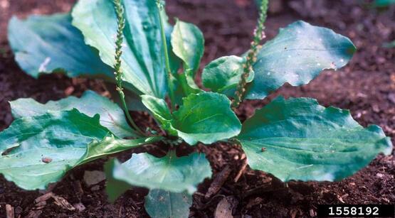 broadleaf plantain, Plantago major L.