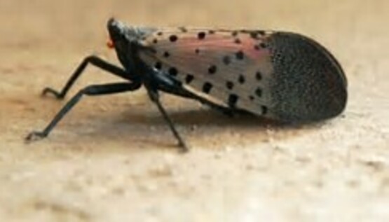 The Spotted Lanternfly has been found in New York State