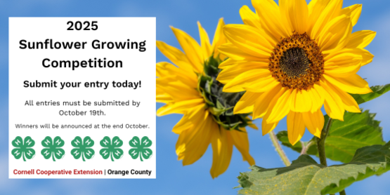 2025 Sunflower Growing Competition 
Submit your entry today!
All entries must be submitted by October 19th.
Winners will be announced at the end of October.
4-H Logo
Cornell Cooperative Extension | Orange County