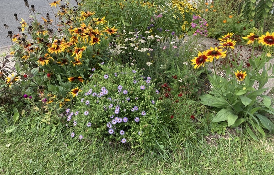 Garden with pretty flowers.