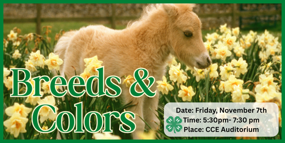 Members will meet regularly to share their passion for horses while studying equine science. They will create and keep their own study book to keep and use in preparation for participation in Horse Bowl and Hippology. Participation in the competitions is not required, but they will be the motivational force behind the course material.  Our meetings will start with a lesson, followed by an activity, and finish with playing a trivia game like Kahoot. We may occasionally have visiting expert speakers and go on field trips to learn firsthand about the diverse horse industry.

Horse Breeds and Colors

Horse colors can be more complicated than one might think, yet they are the first means to identification. Members will kick off this series of classes by learning basic coat colors and color modifications (roaning, dun, pinto, dilutions, and more.) 
​
​We'll then move on to learning about the distinctive features of a few highlighted breeds and how they've been developed to take on specialized roles. 

Who: All 4-H Members

When: Friday, November 7th

Time: 5:30 pm- 7:30 pm

Where: CCE Auditorium