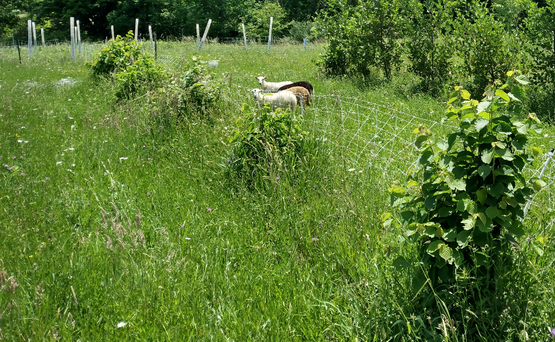 Sheep grazing in a hazelnut field