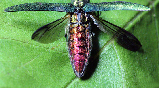 Emerald Ash Borer, Agrilus planipennis Fairmaire, 1888 