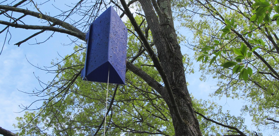 Purple trap for Emerald Ash Borer, photographed in Saugherties, Ulster County, NY