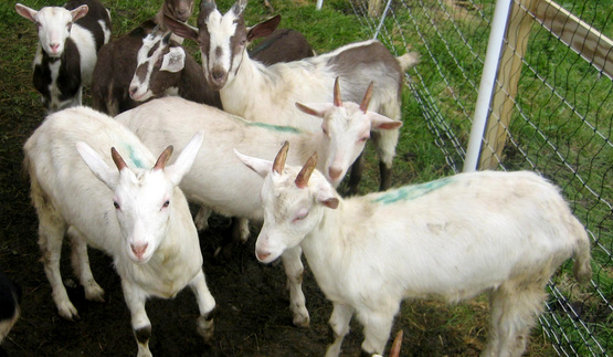 goats