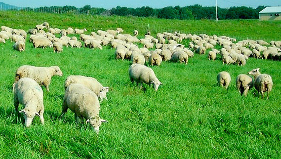 Sheep grazing, from the Cornell Sheep Program website
