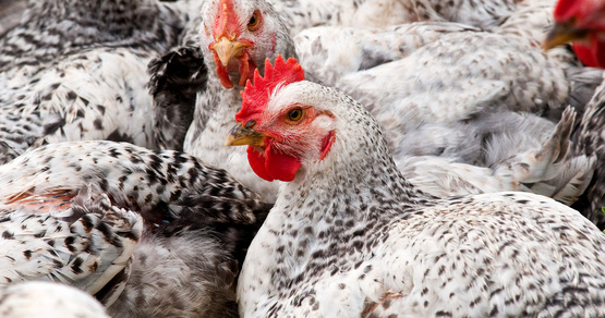 Broiler chickens at Nick's Organic Farm in Adamstown, MD (USDA).