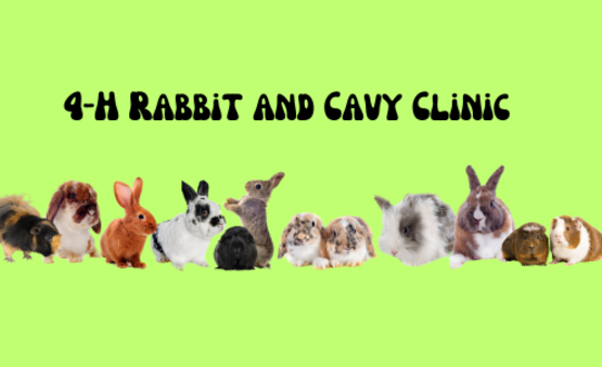 Rabbits and guinea pigs