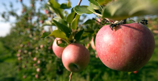 Apples on the tree at Cornell Orchard (Cornell University Photography)
