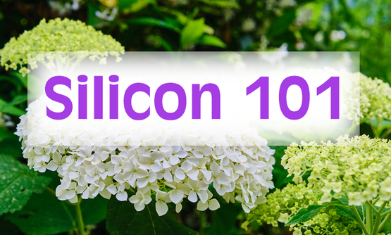 plant header with hydrangea