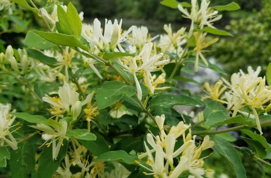 A picture of a yellow honeysuckle plant.
