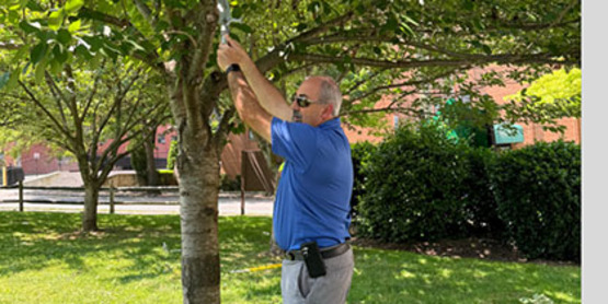 Tree Steward 2025-3