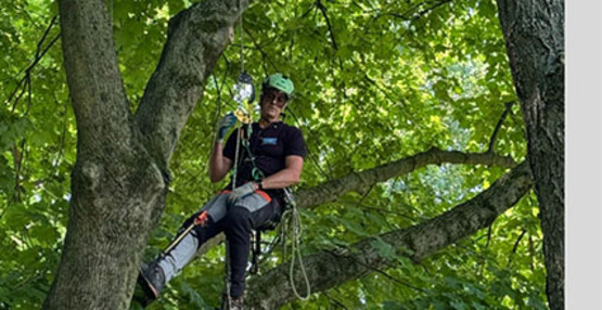 Tree Steward 2025