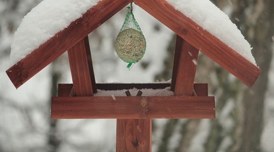 Winter Bird Feeding