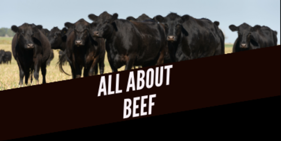 all about beef