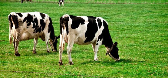 dairy cows