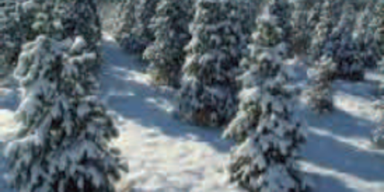 xmas tree directory 2016