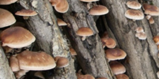 Shittake Mushroom