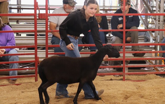 Master Showman at the Delaware County Fair