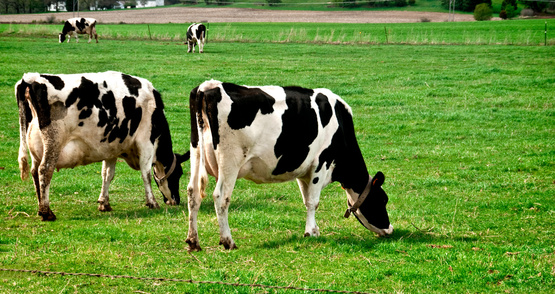 dairy cows