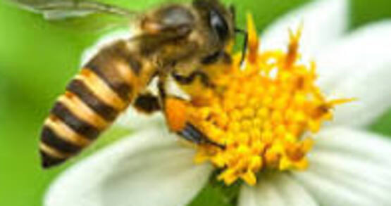 A Beekeeper's Garden Zoom Meeting on January 22, 2025
