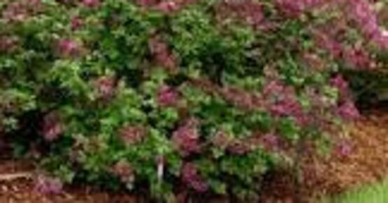 Looking to replace your tired diseased over pruned shrubs, but not sure what to select. Join Sandy, Ontario County Master Gardener.