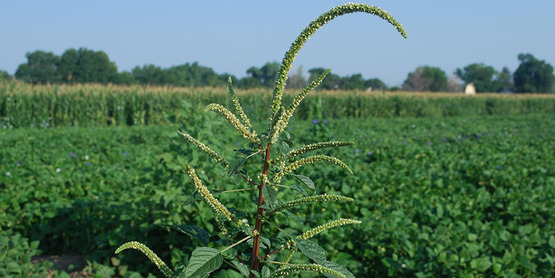 Palmer amaranth (Amaranthus palmeri S. Wats.)