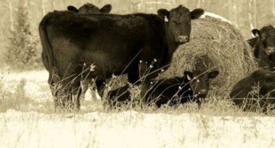 Angus Cow Bale Farm