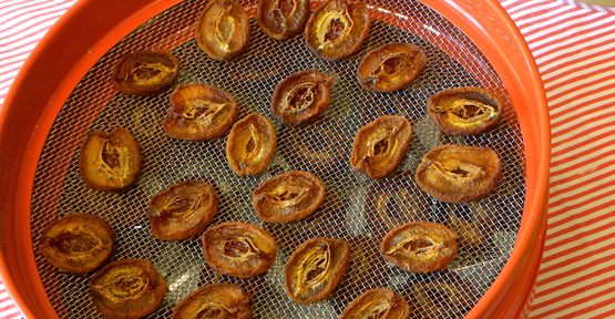 Apricots in an electric food dryer/ food drying