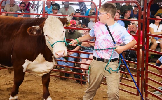 4-Her at Livestock Auction with beef cow