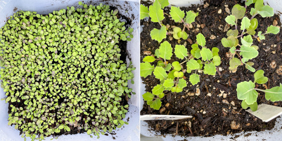 master gardeners, winter seed sowing