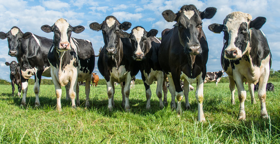 cows