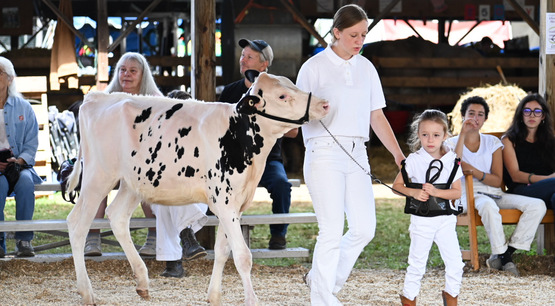 4-H Cloverbud showing at the Delaware County Fair