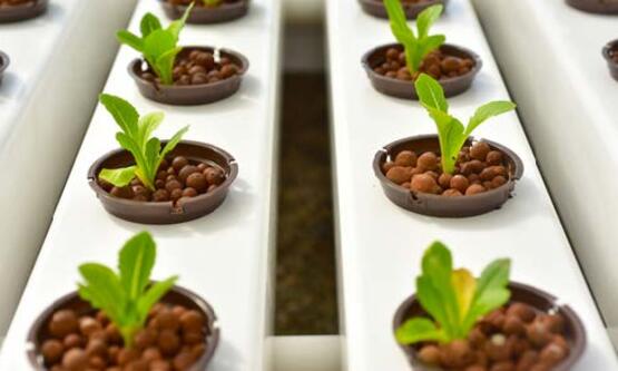 Hydroponics