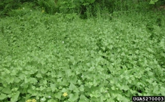 Garlic Mustard infestation