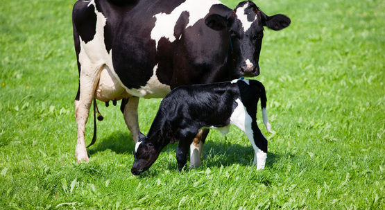dairy 