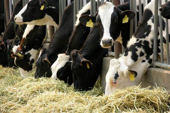dairy