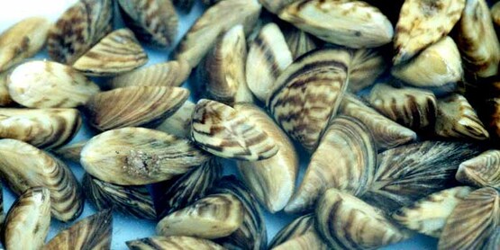 zebra mussel
Dreissena polymorpha (Pallas)