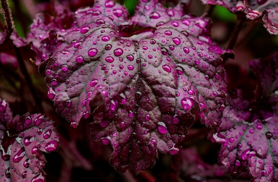plant foliage
