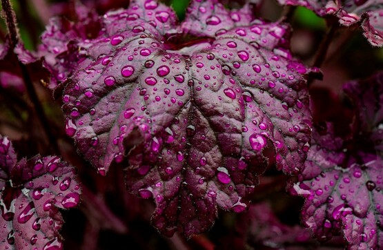 plant foliage