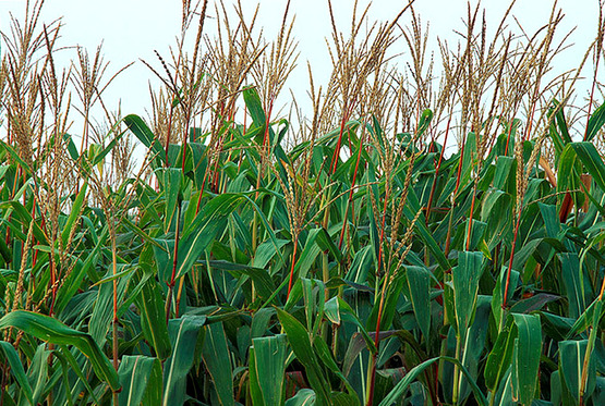 Corn tassels, USDA photo