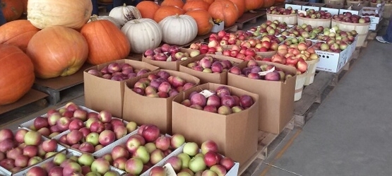 fall harvest