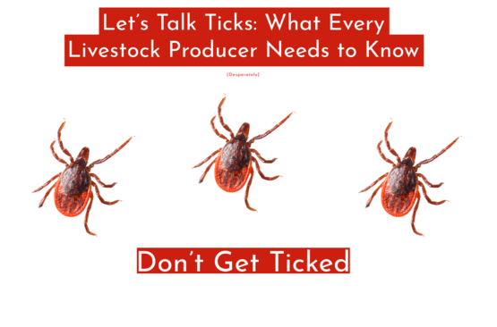 ticktalk