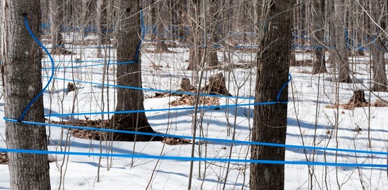 maple production