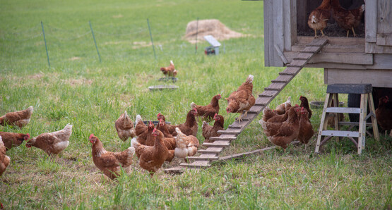 Chicken and Chicken coop