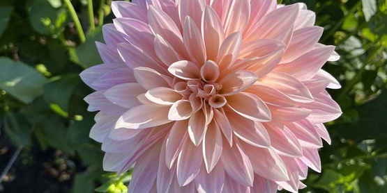 dahlia flower