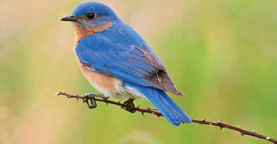 Learn how to attract bluebirds to your landscape while improving your gardening skills. 